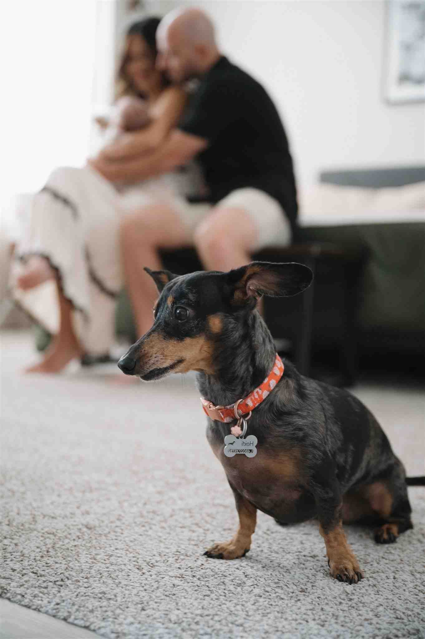 A black and tan miniature dachshund wearing a red collar sits on carpet while people relax on couch in background.