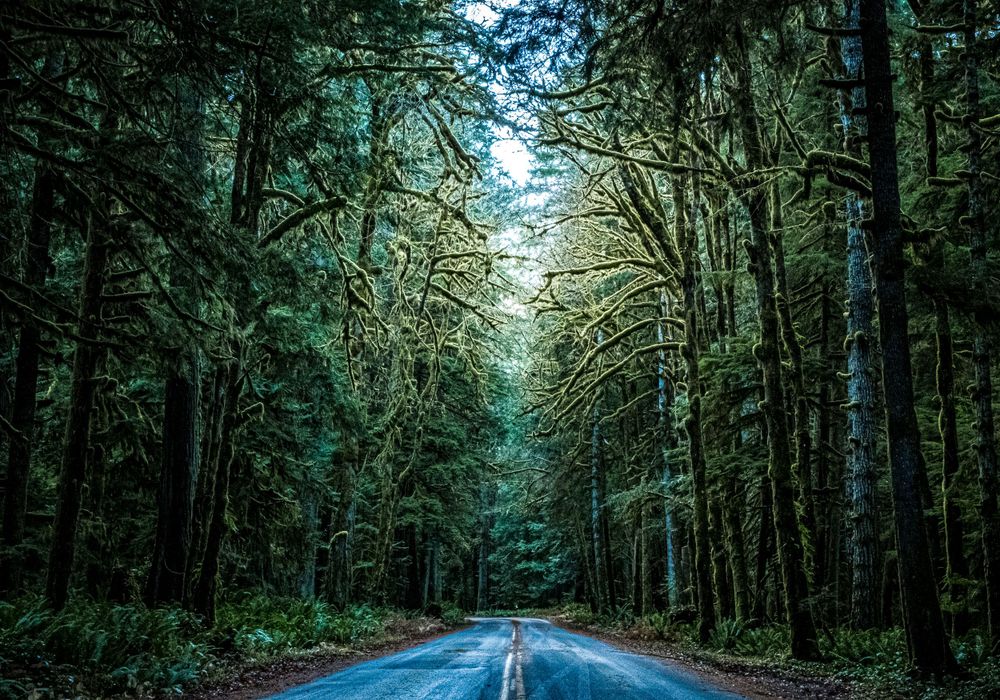 Photo of a road on the way to the Hoh Rainforest with gorgeous tall trees folding in over the road
