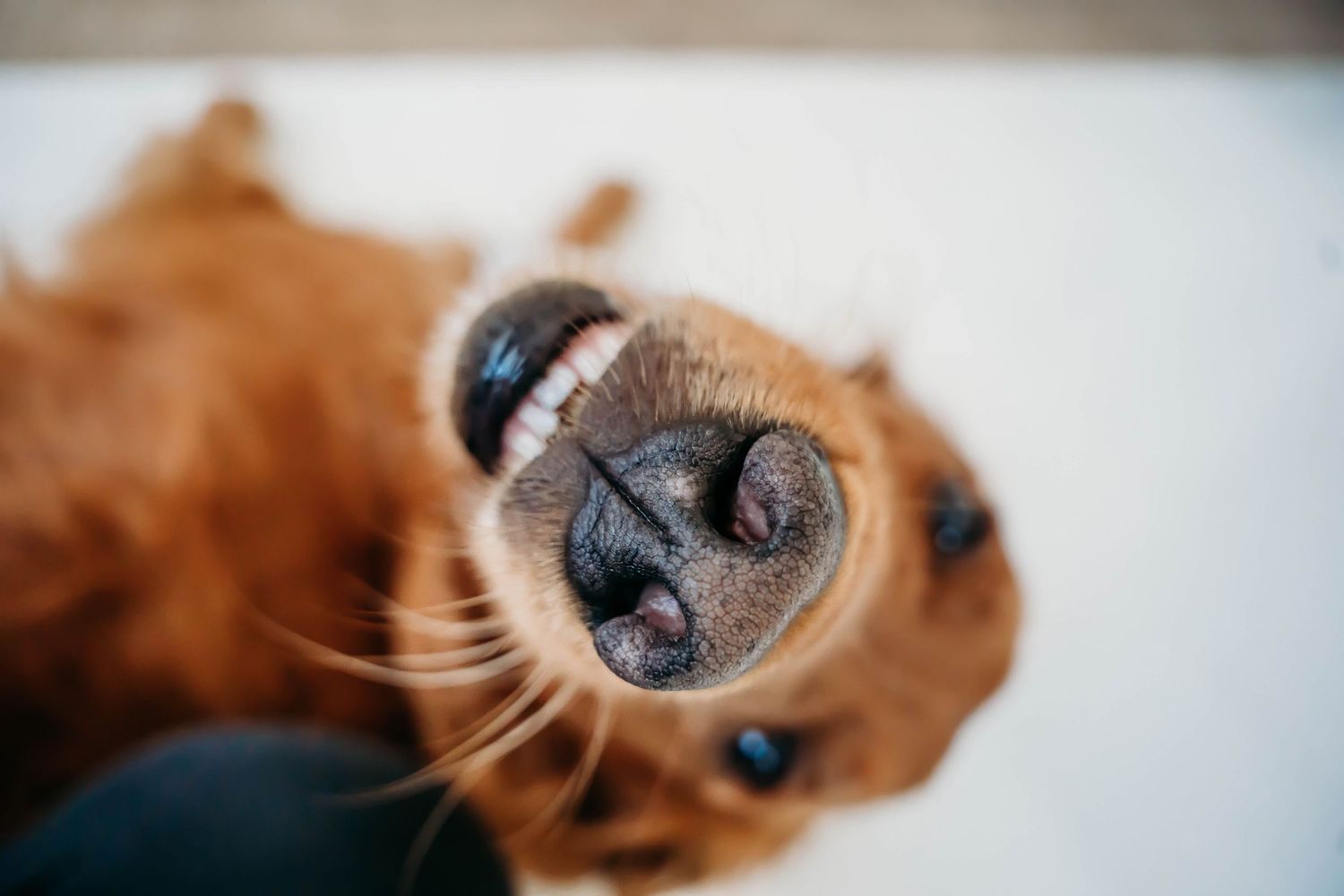 Close-up of golden retriever's nose and face in soft focus.