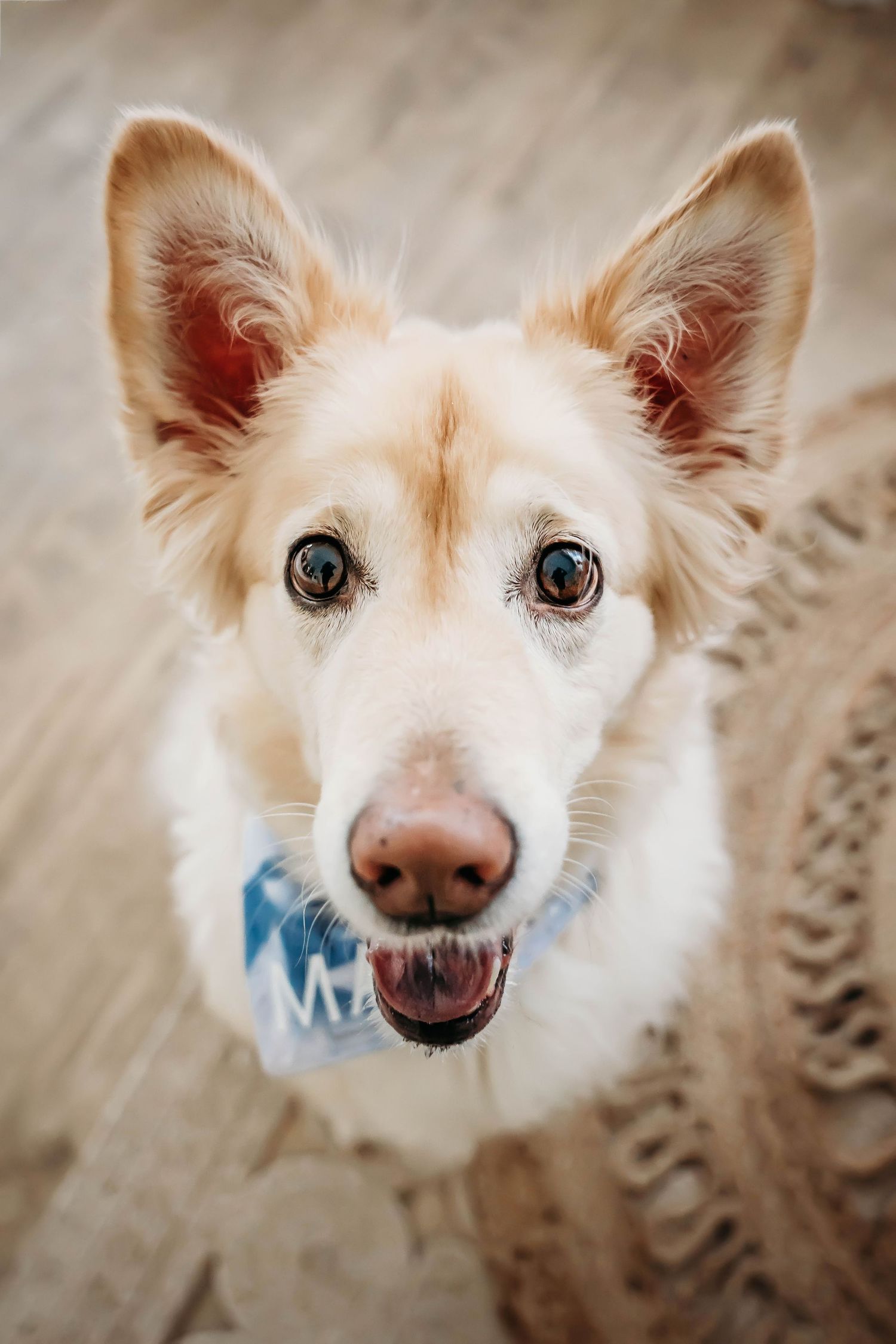 Close-up portrait of a cream-colored dog with perked ears and bright eyes wearing a blue bandana.