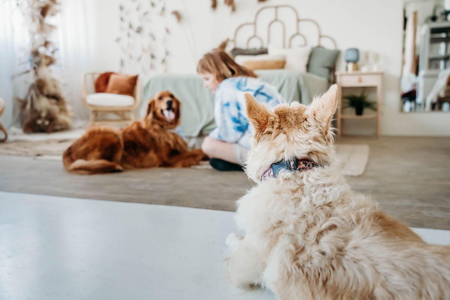 Two dogs relax in a modern living room with neutral decor and dried pampas grass.