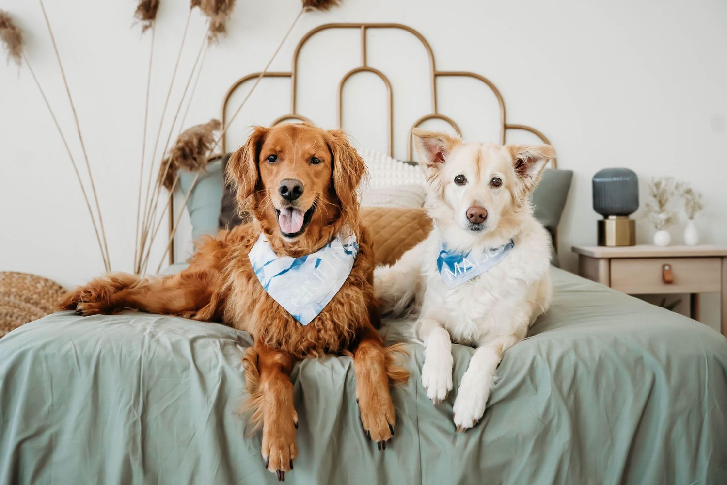 Golden retriever and cream-colored dog wearing matching bandanas pose together on a sage green couch.