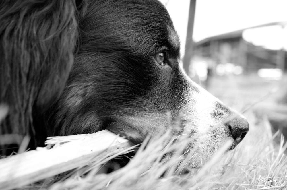 Close-up black and white portrait of a border collie's eye and face in profile.