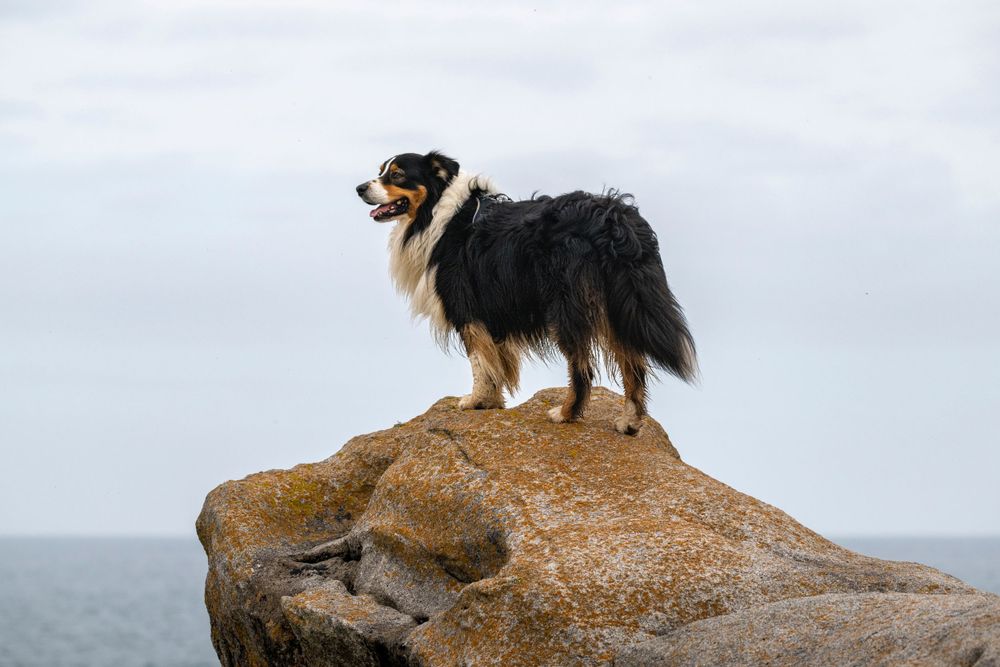 Australian Shepherd standing proudly atop large boulder overlooking ocean.