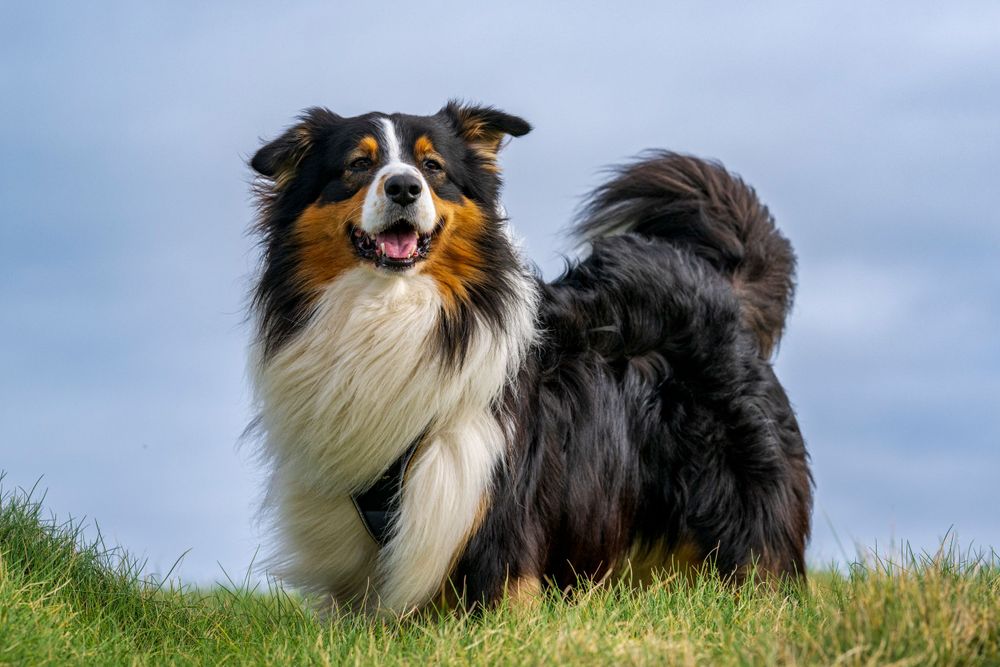 Australian shepherd with tricolored coat stands proudly on grassy hill against blue sky background.