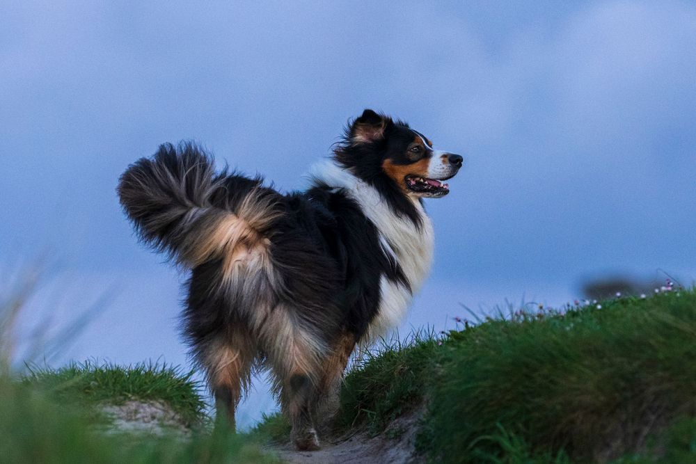 Majestic Australian shepherd dog poses on hilltop during golden hour with blue sky.