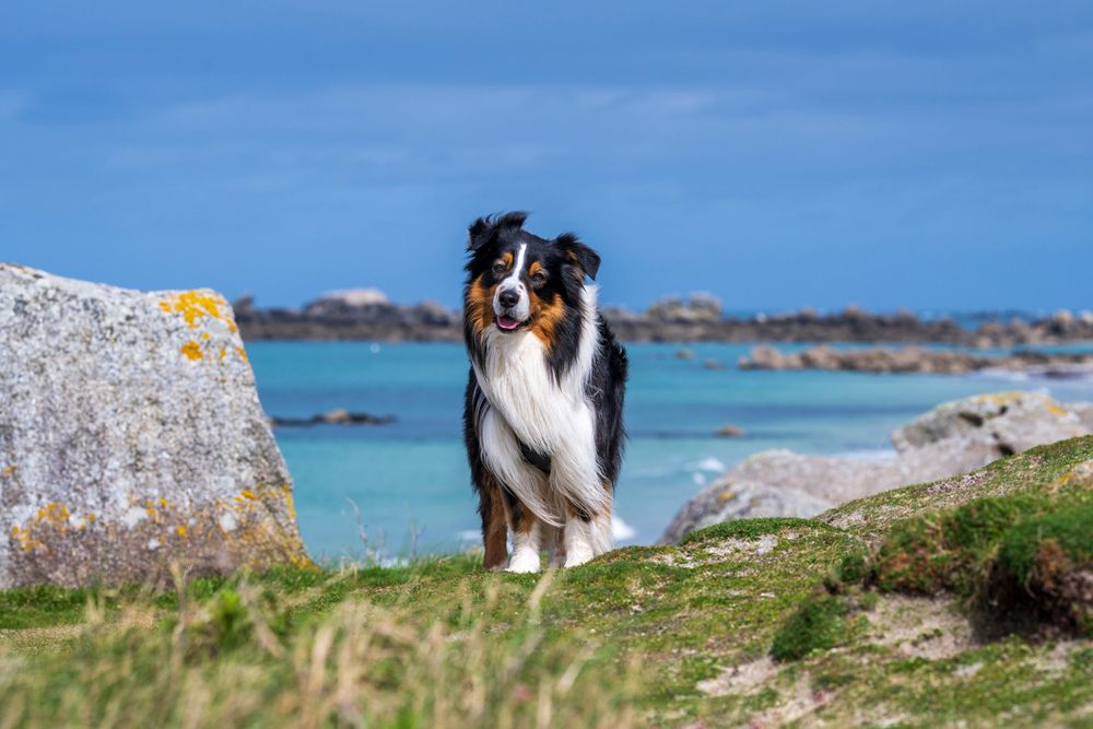 Australian shepherd stands on coastal cliff with turquoise ocean and rocky beach in background.
