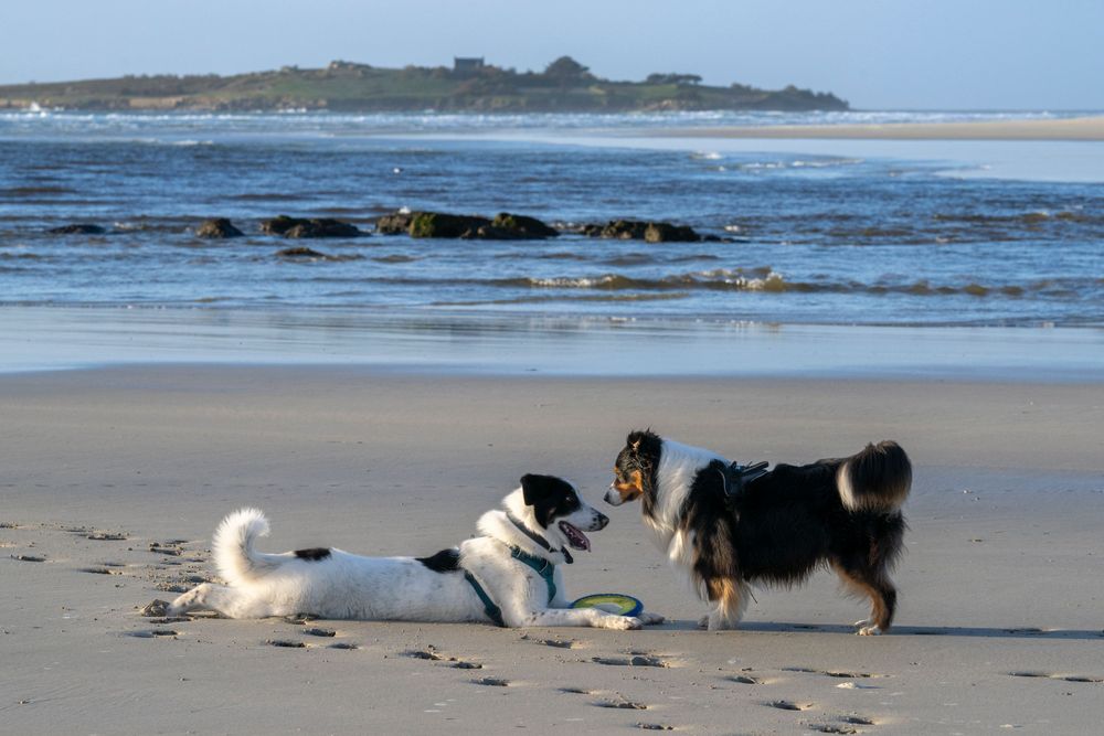 Three dogs playing together on sandy beach at low tide.