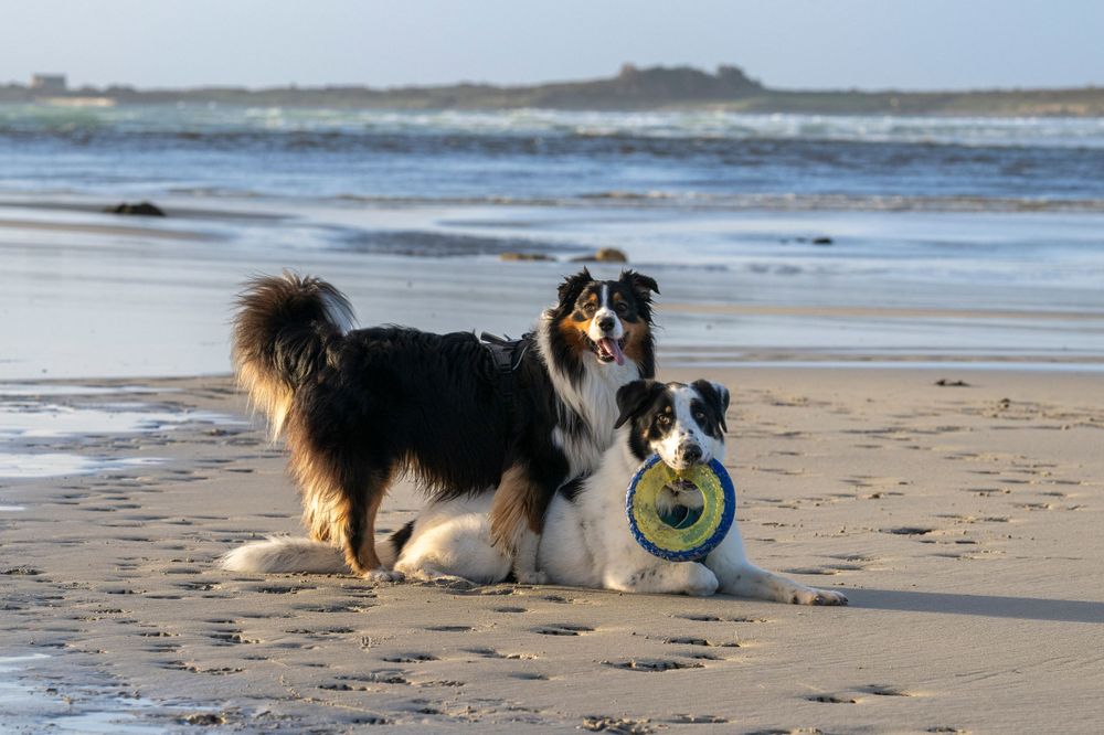 Two Australian shepherds with ball playing on beach at sunrise.