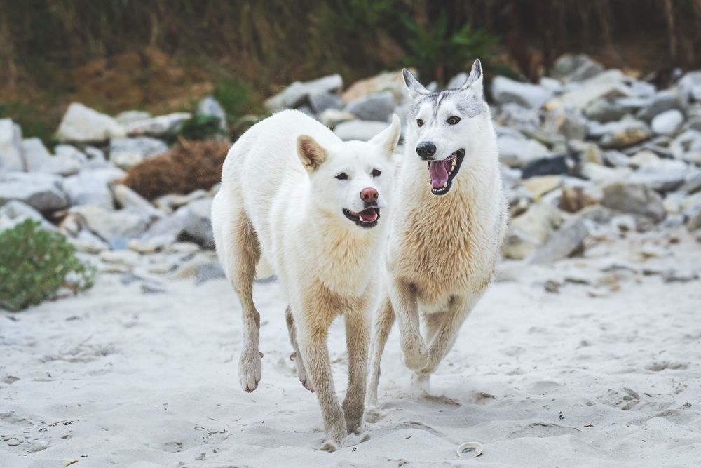 Two white wolves walking together on rocky terrain.