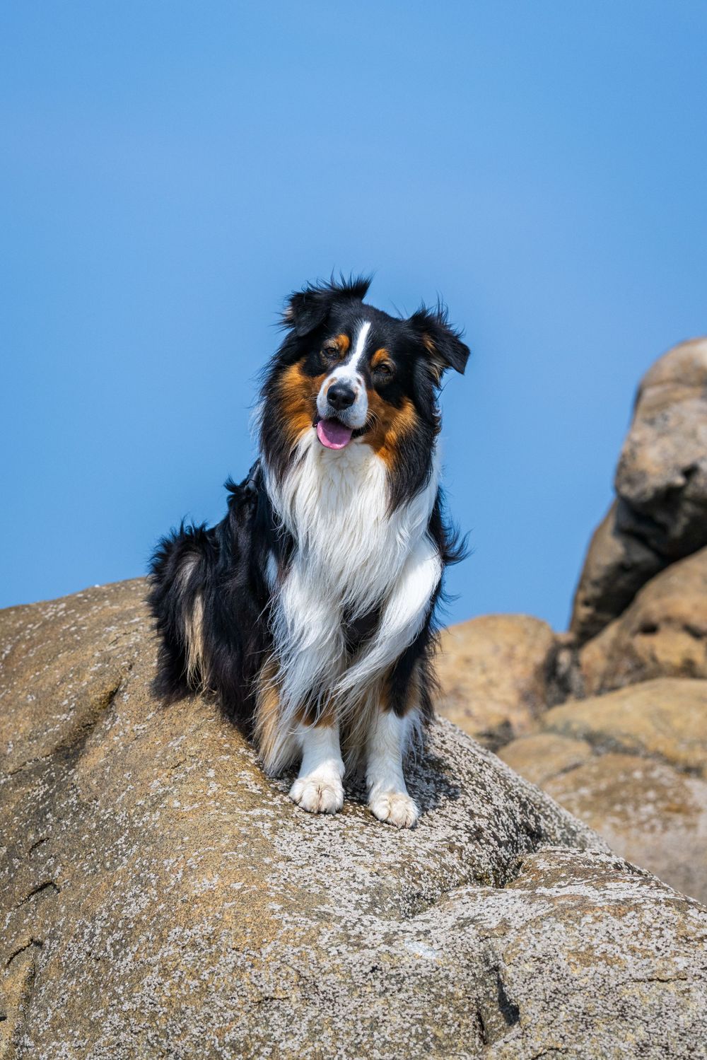 Australian shepherd dog sits majestically on a rocky outcrop against bright blue sky.