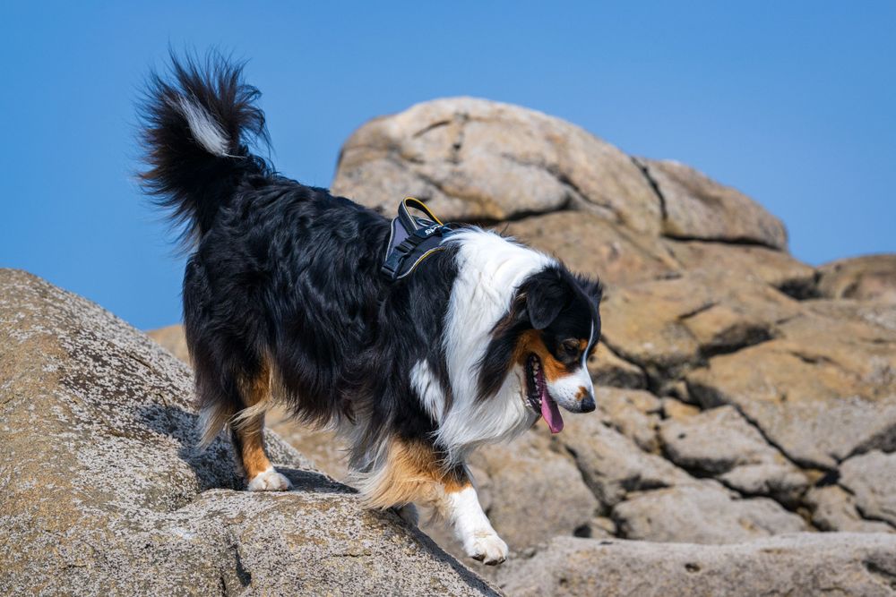 Australian shepherd dog climbing on coastal rocks with confident stance.