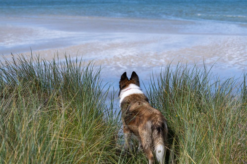 Dog watching ocean through beach grass in foreground.