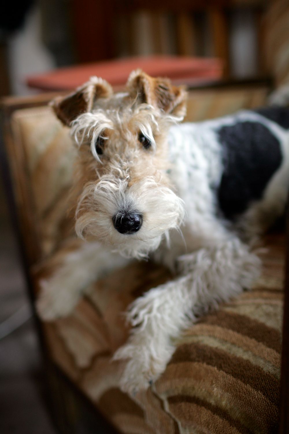 Wire fox terrier with scruffy fur lounges on brown striped couch.