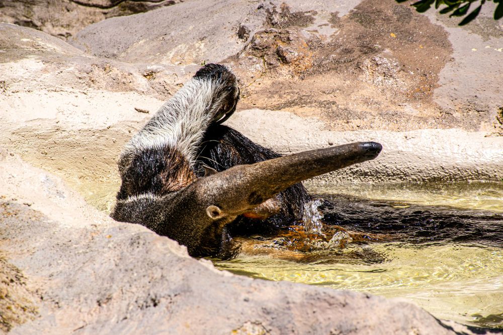 Bear splashing and playing in shallow muddy water.