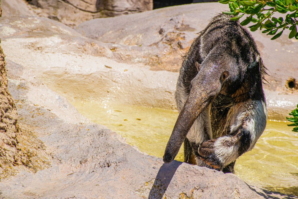 Bear climbing on rocky terrain near shallow water.