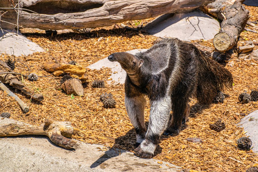 An anteater forages through wood chips in its zoo habitat.