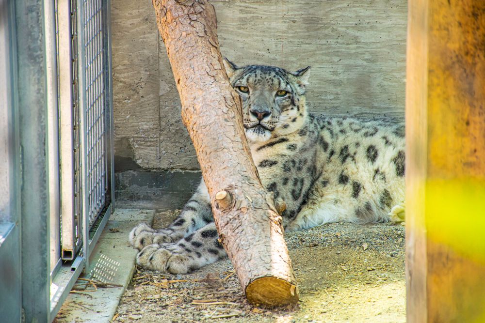 A snow leopard rests near a tree trunk in its enclosure, showing its distinctive spotted coat pattern.