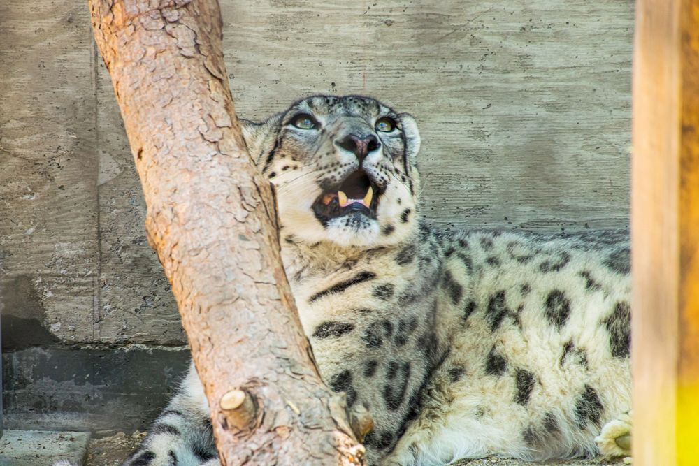 Snow leopard with spotted fur showing its teeth while resting against a tree trunk.