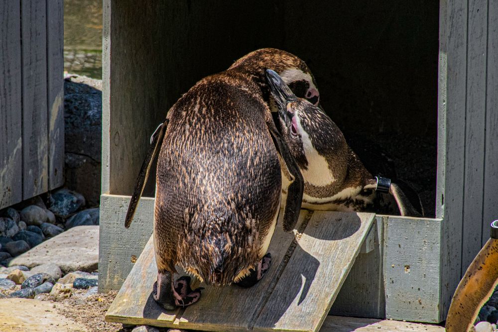 Wet penguin stands on a wooden ramp in its enclosure.