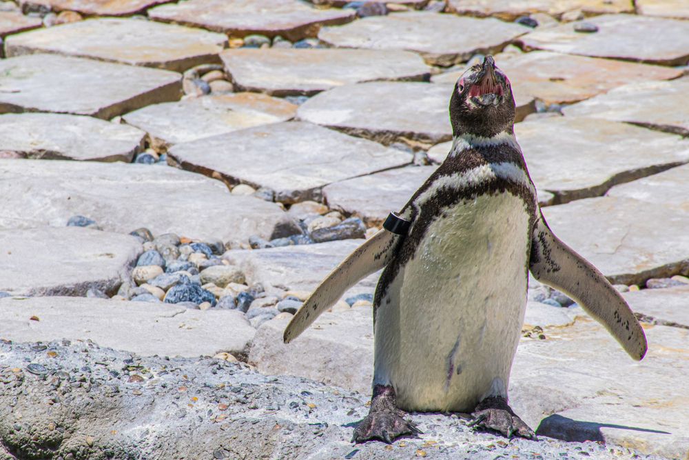 Penguin with distinctive black and white markings stands on stone pavement.