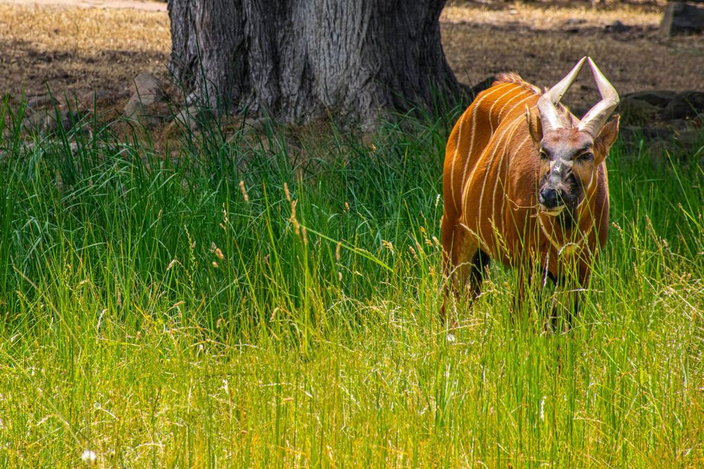Red river hog with distinctive orange fur walking through tall grass.