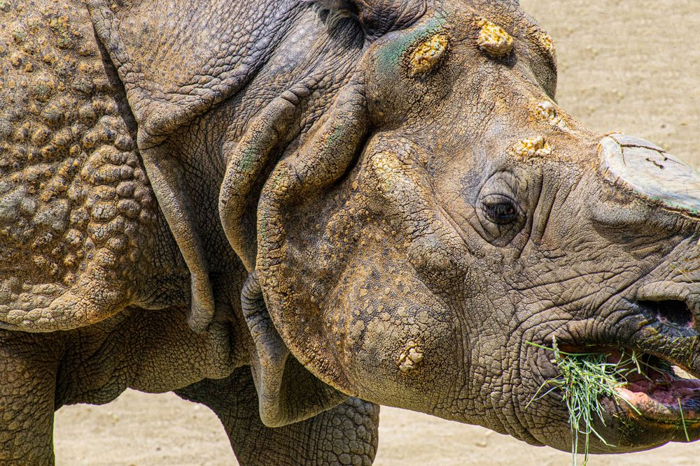 Close-up of a rhinoceros face showing textured skin and wrinkles while eating grass.