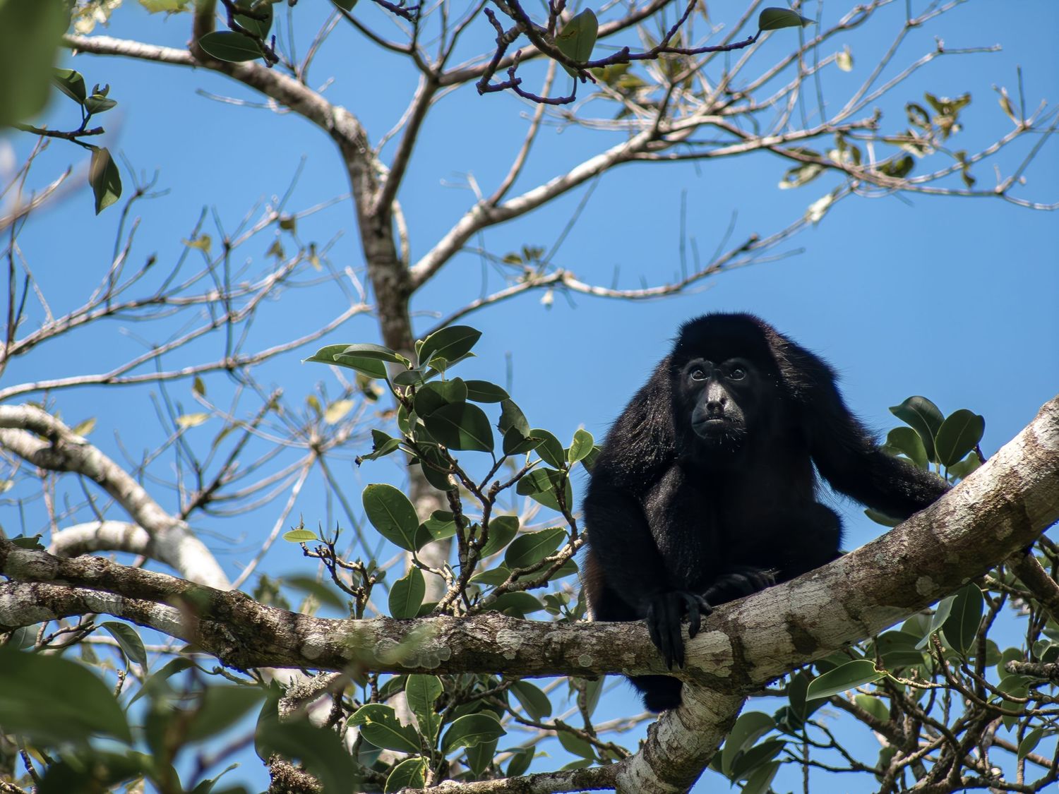 Howler monkey perched on a tree branch against bright blue sky.