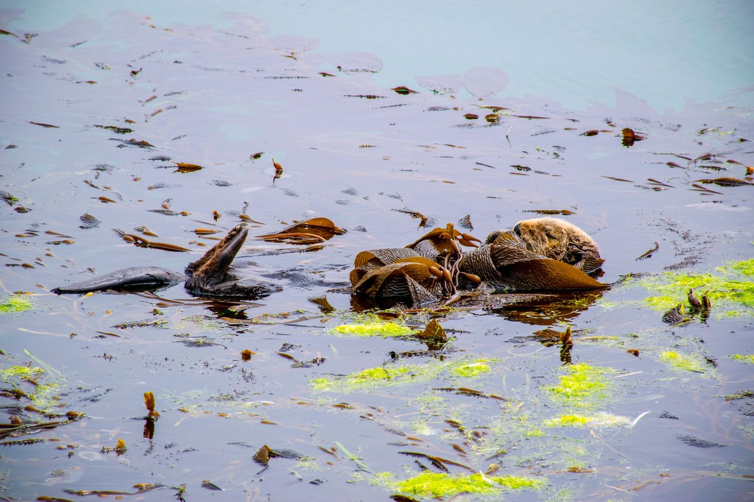 Baby ducks swimming among lily pads and debris in murky water.