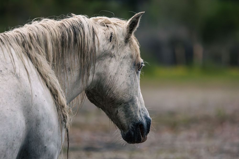 Close-up portrait of a white grey horse with flowing mane against a blurred green outdoor background.