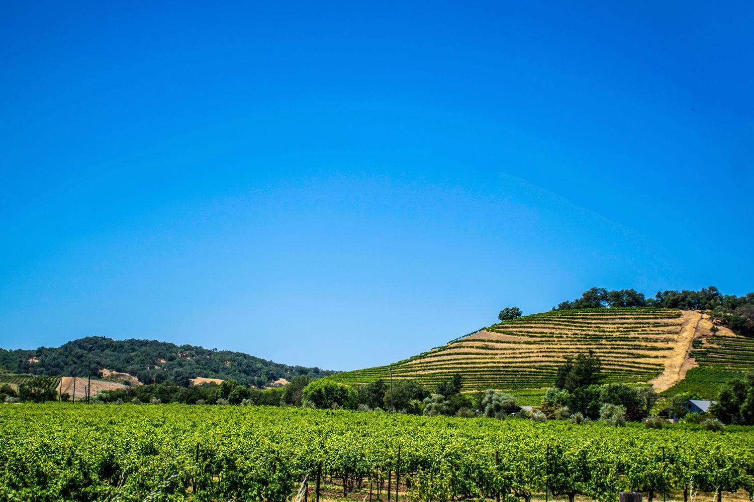 Terraced hillside vineyard with neat rows of grapes against rolling hills and blue sky.