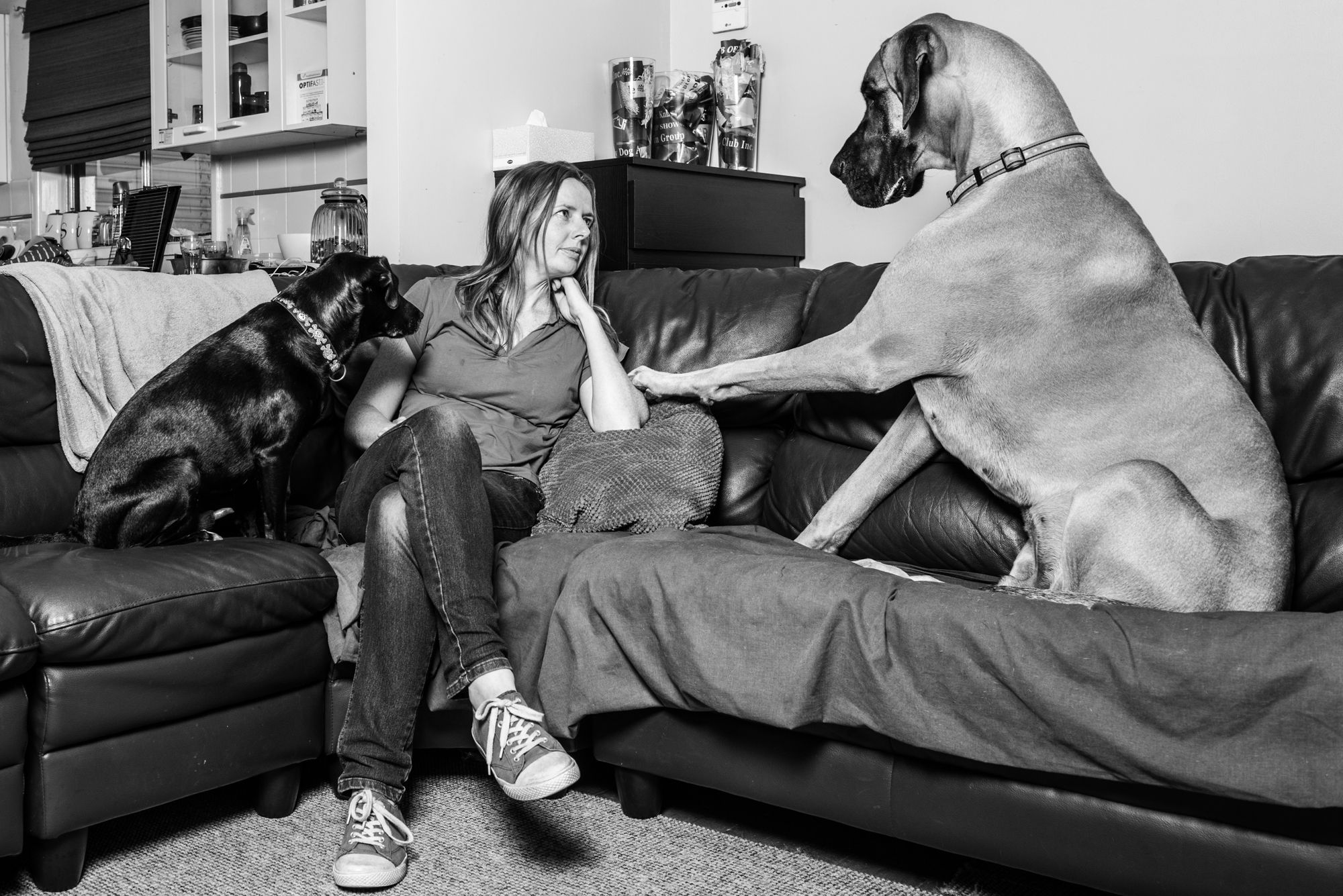Black and white images of dogs relaxing on furniture indoors.