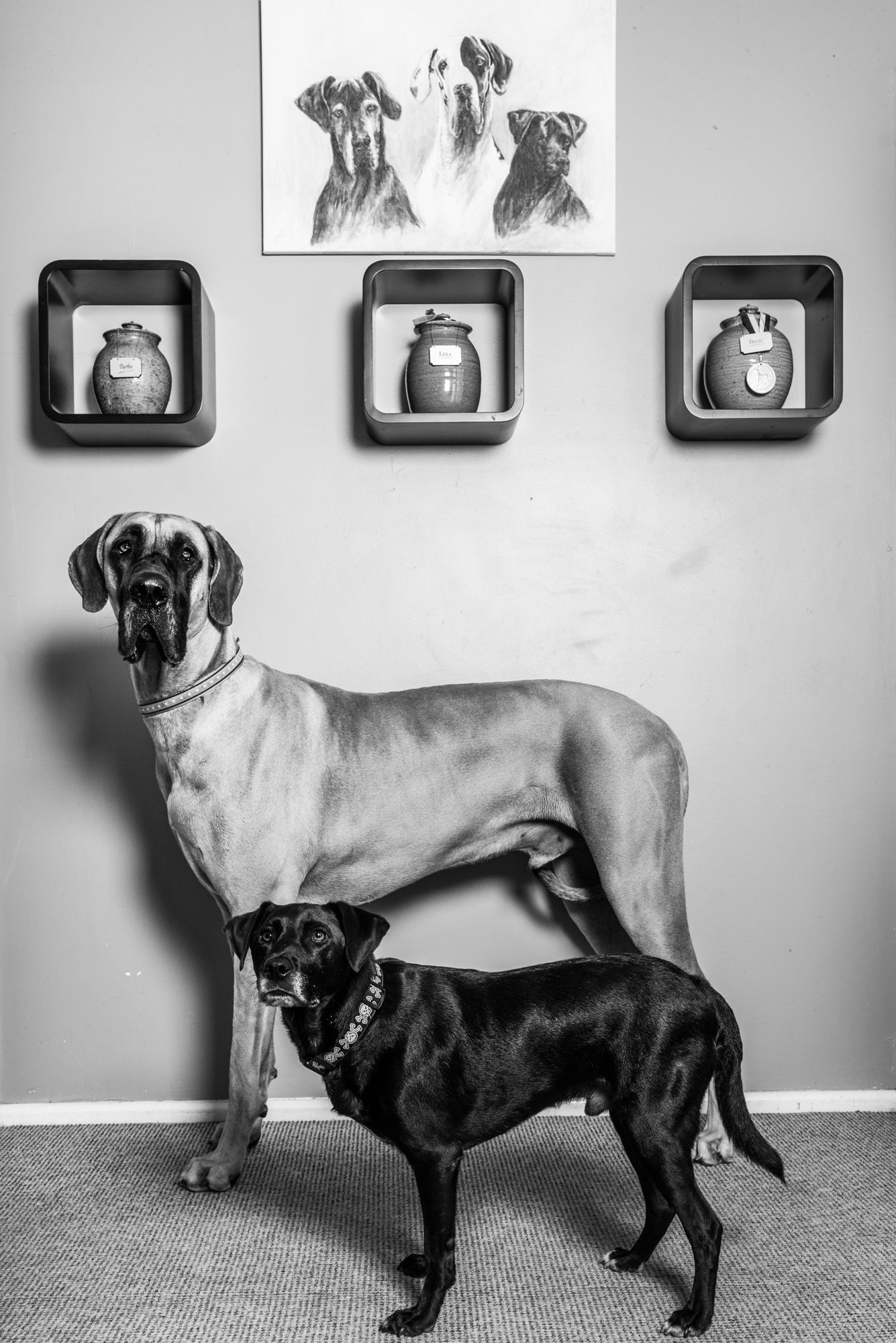 Black and white portrait series of two dogs posing together against a white wall.