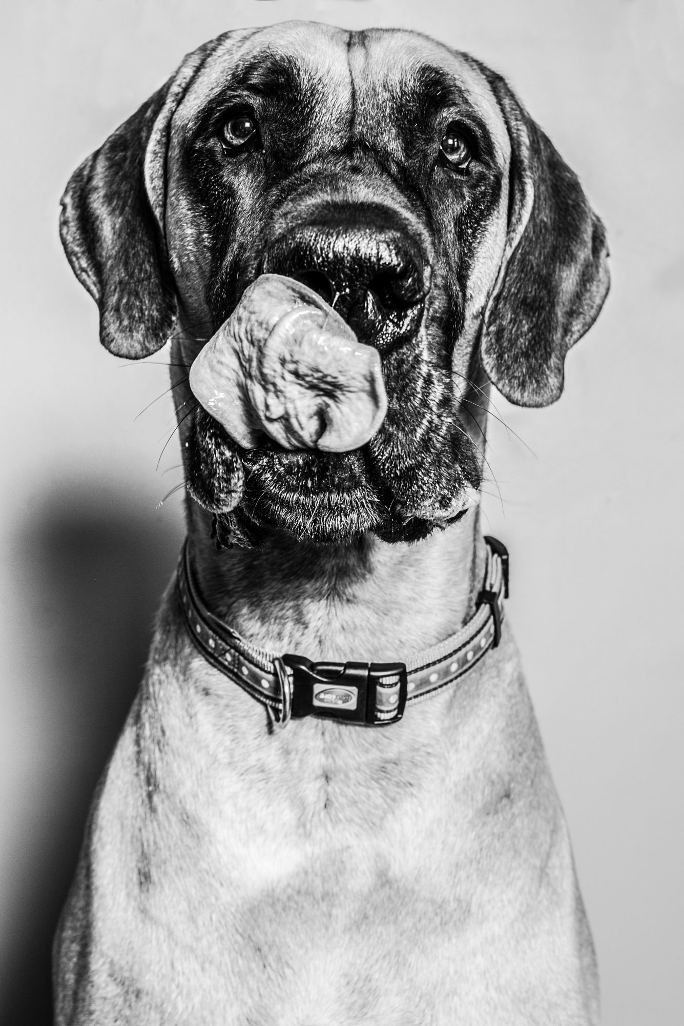Black and white portraits of a dog's face showing different expressions and angles.