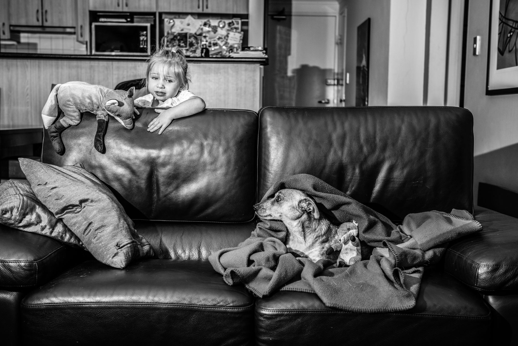 Series of black and white photos showing a dog lounging on a leather sofa.