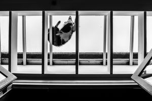Panoramic view of windows in a modern building interior shot in black and white.