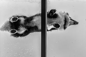 Abstract black and white artistic shots showing fragments of a dog's form.