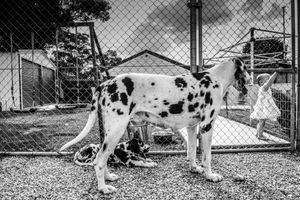 Dogs behind a chain-link fence photographed in black and white.