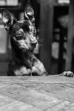 Close-up black and white portraits of a small dog's face from different angles.
