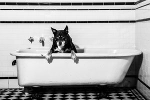 Series of black and white images showing a dog peeking over the edge of a bathtub.