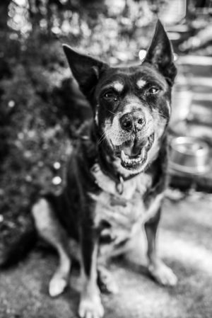 Close-up sequence of a smiling Chihuahua mix dog in black and white photography.