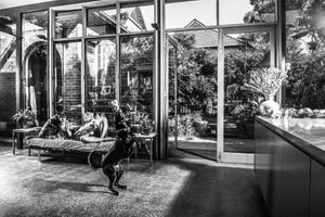 Panoramic black and white sequence of a dog and person by large windows.
