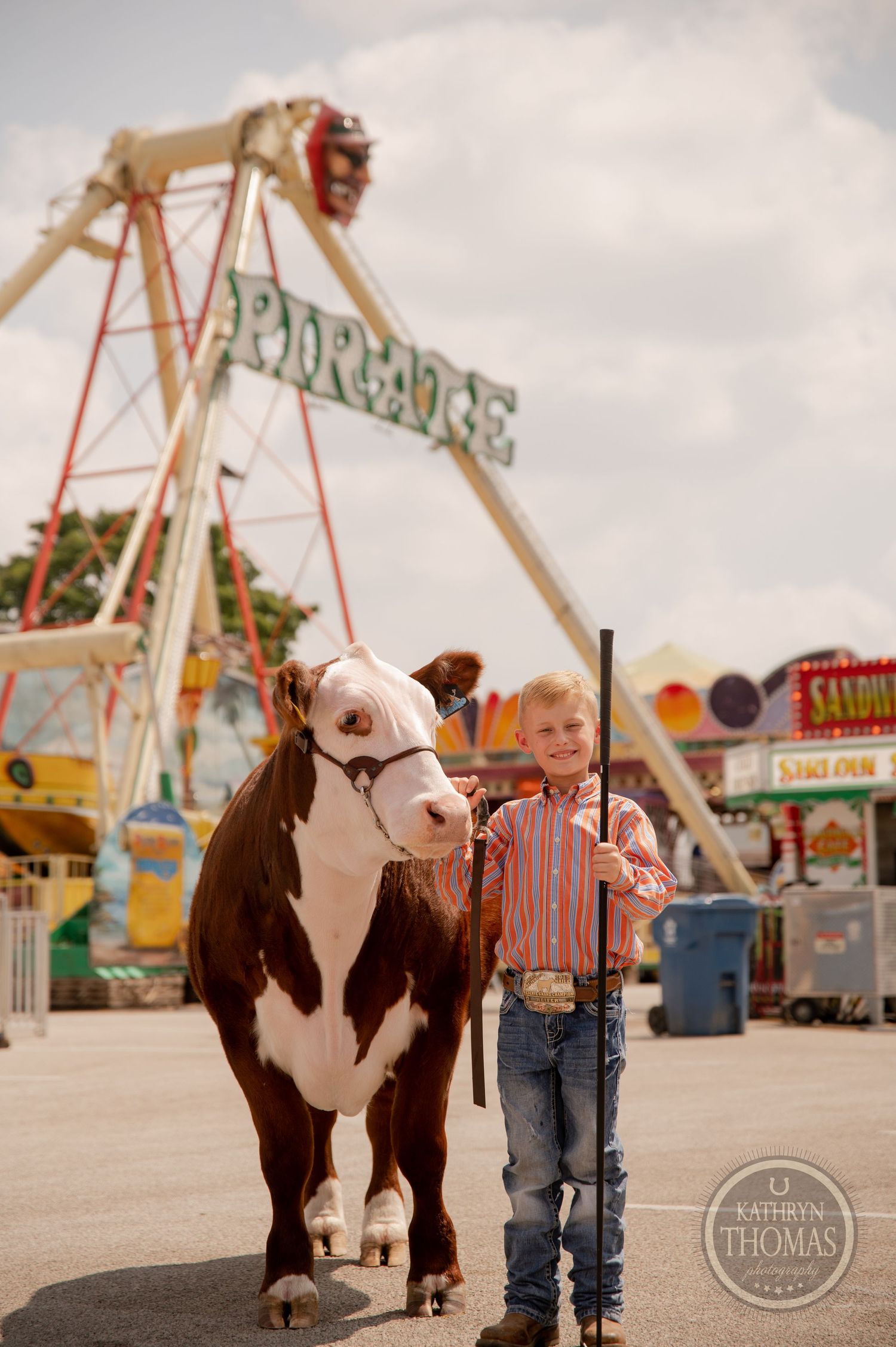 Brown and white show calf stands with handler near carnival ride at county fair.