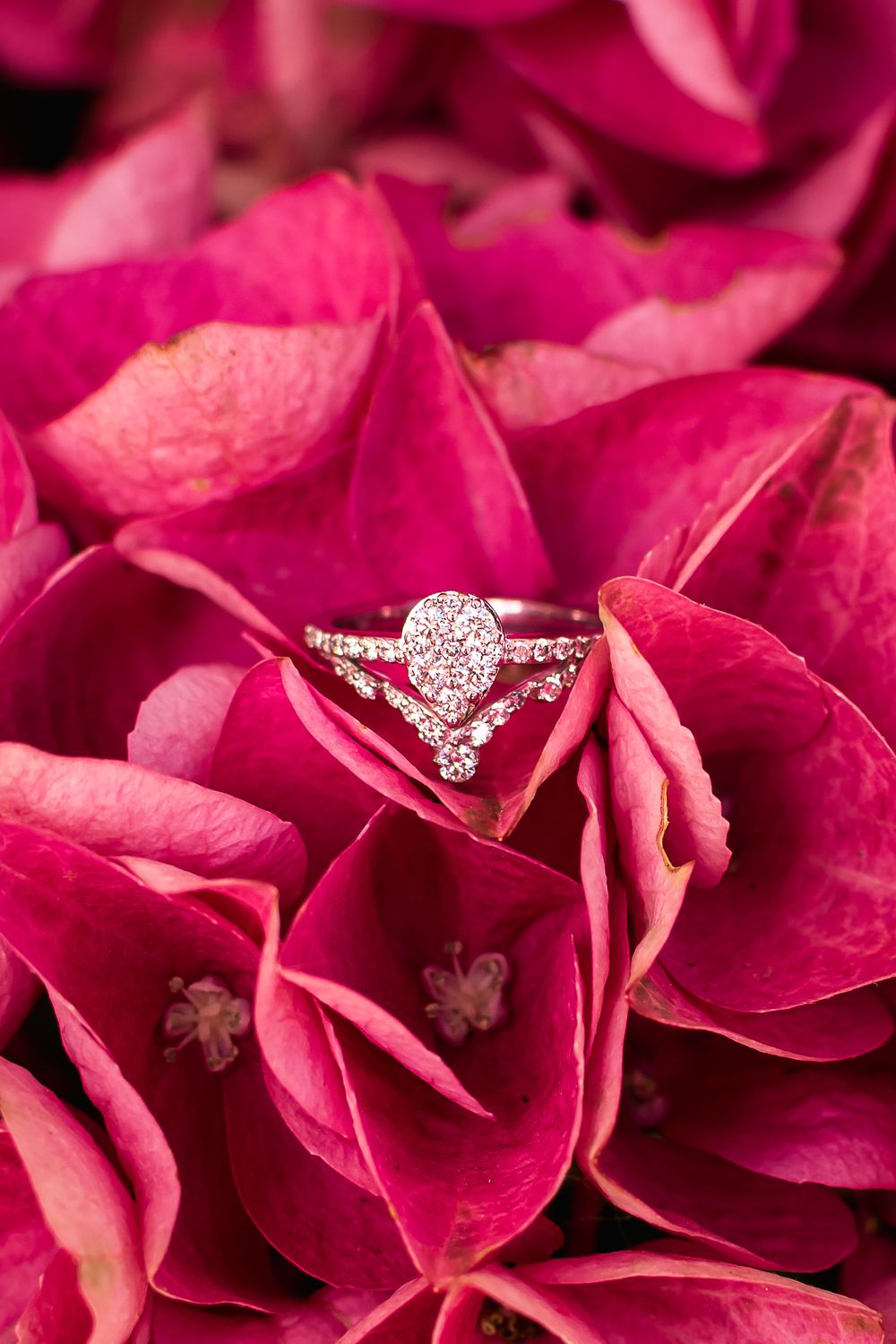 A detail image of a gorgeous engagement ring nestled in bright pink flowers.