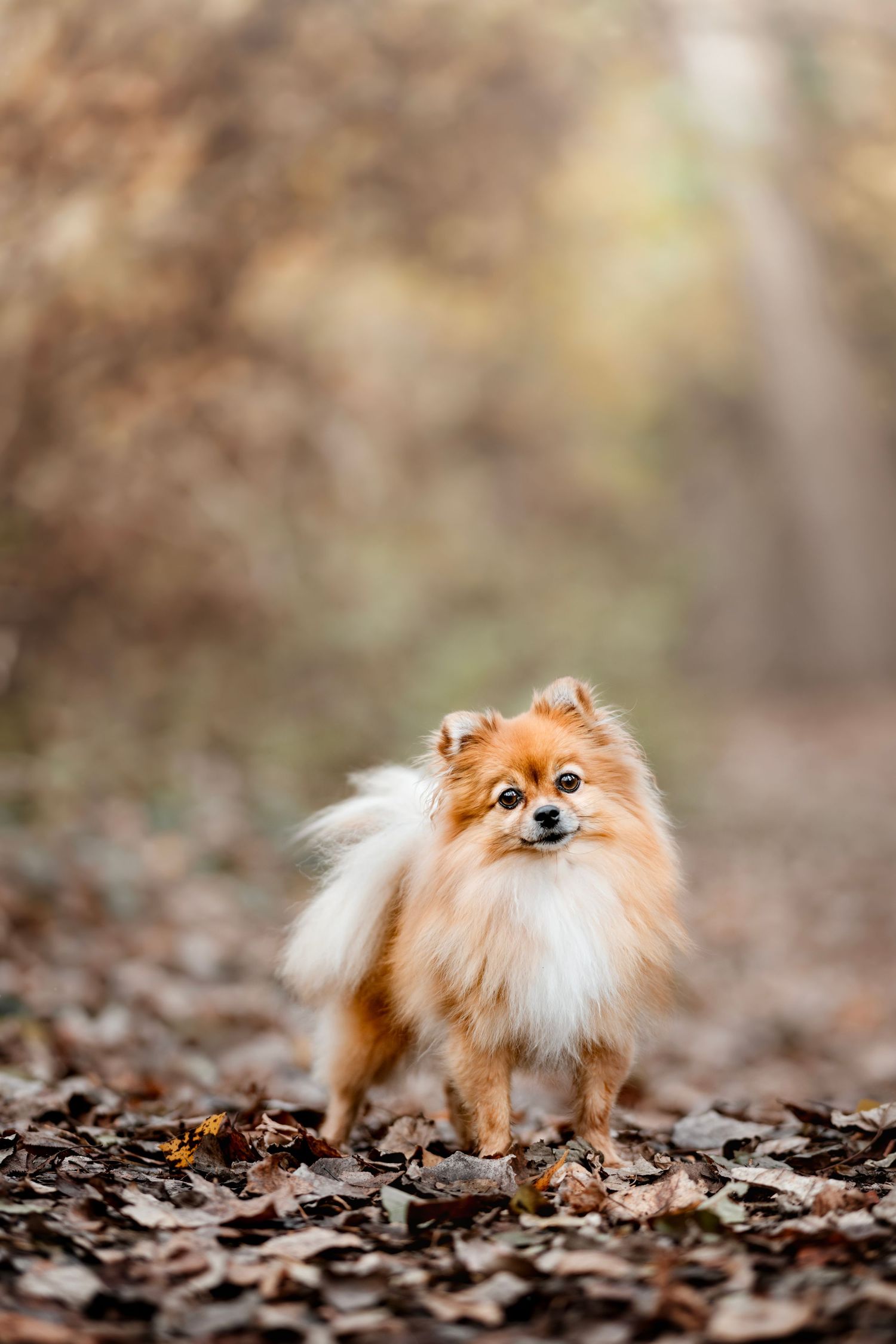 spitz nain