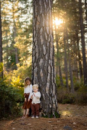 Sunlit forest scene with pine trees and a rustic wooden bench during golden hour.