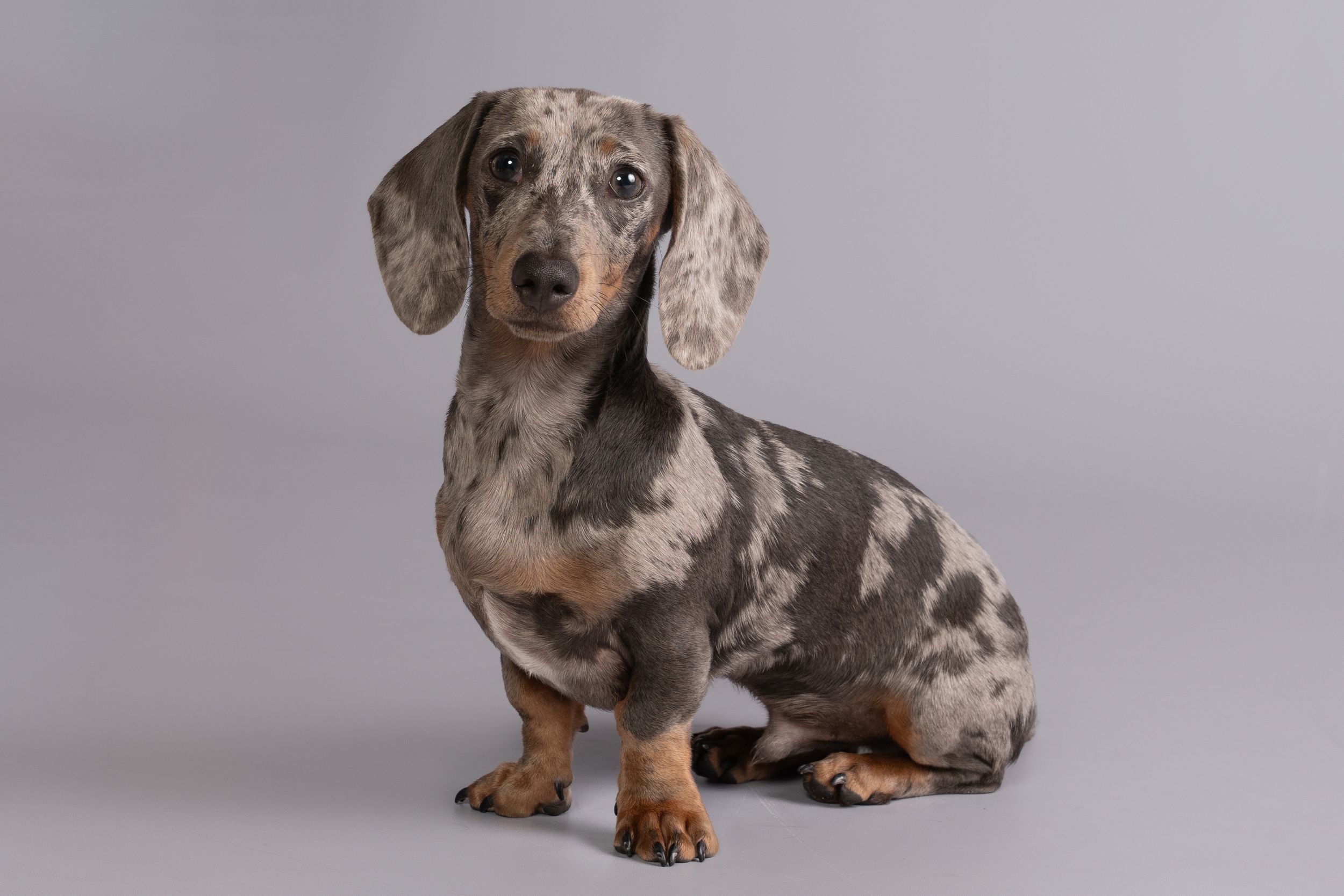 Dappled dachshund dog sitting against grey studio background.