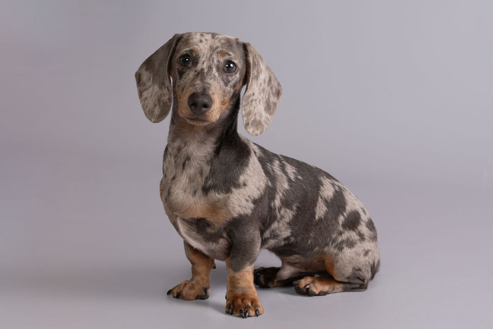 Dappled dachshund dog sitting against grey studio background.