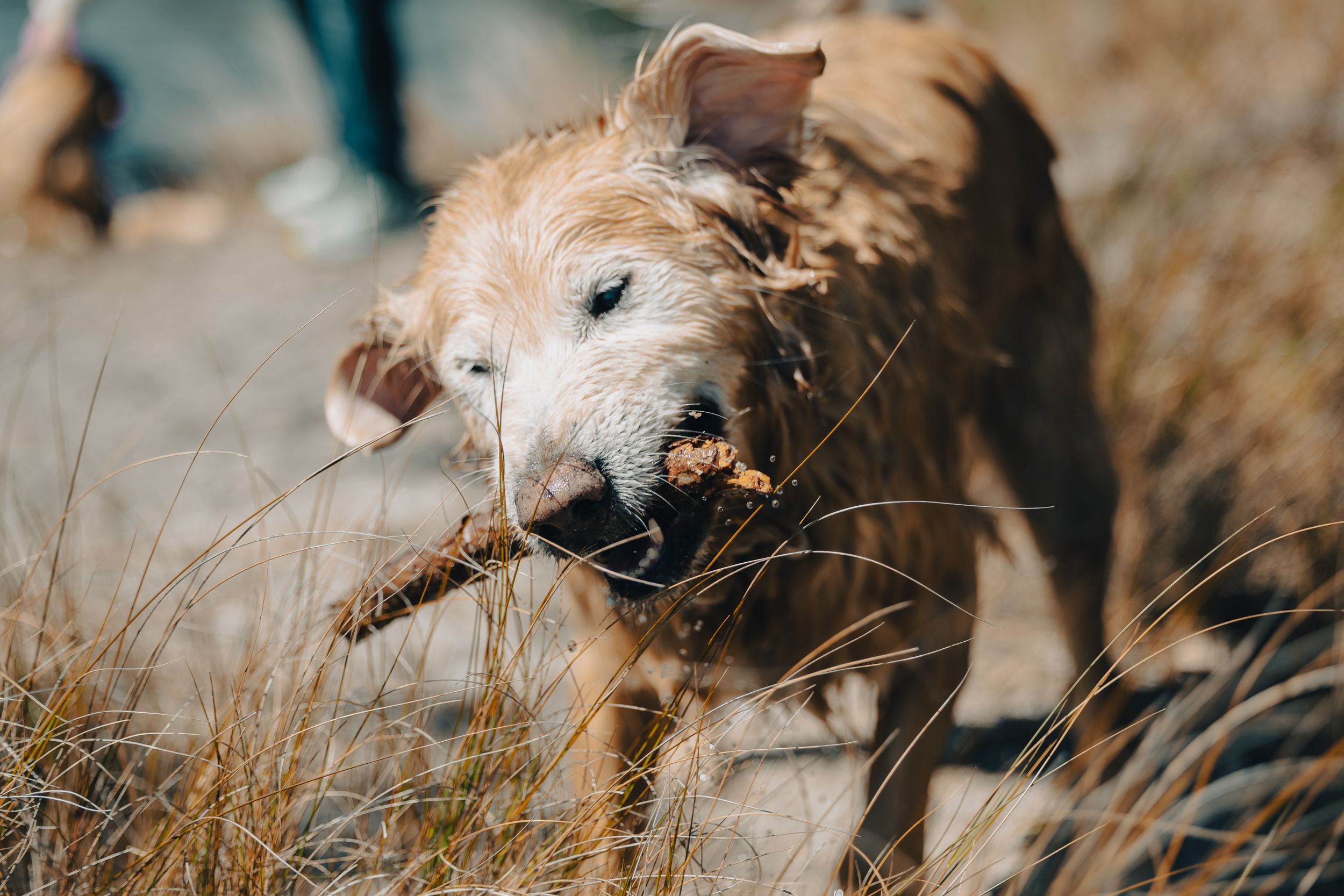 A wet golden dog carries a muddy stick in its mouth through dry grass outdoors.