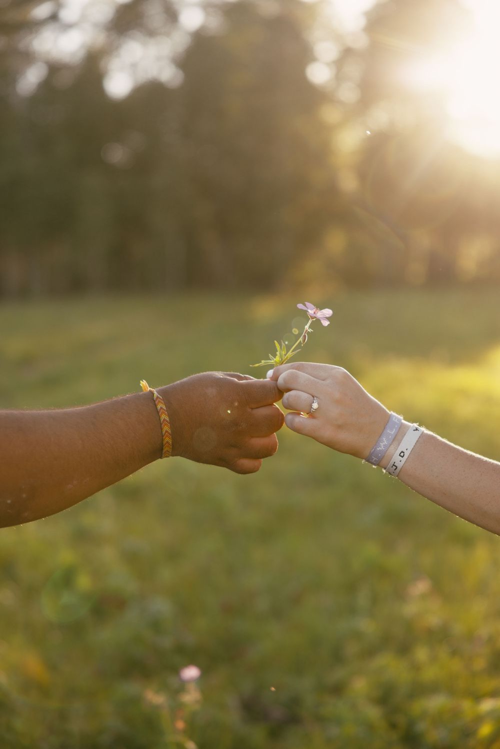 Two hands exchange a small wildflower in warm sunset lighting.